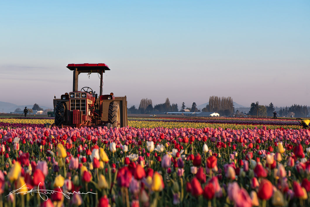 Mini Poster Featuring Kevin Hartman artwork -- Tractor and Tulips