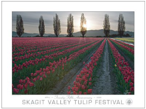 2008 Official Festival Poster Featuring Lee Mann Photography
