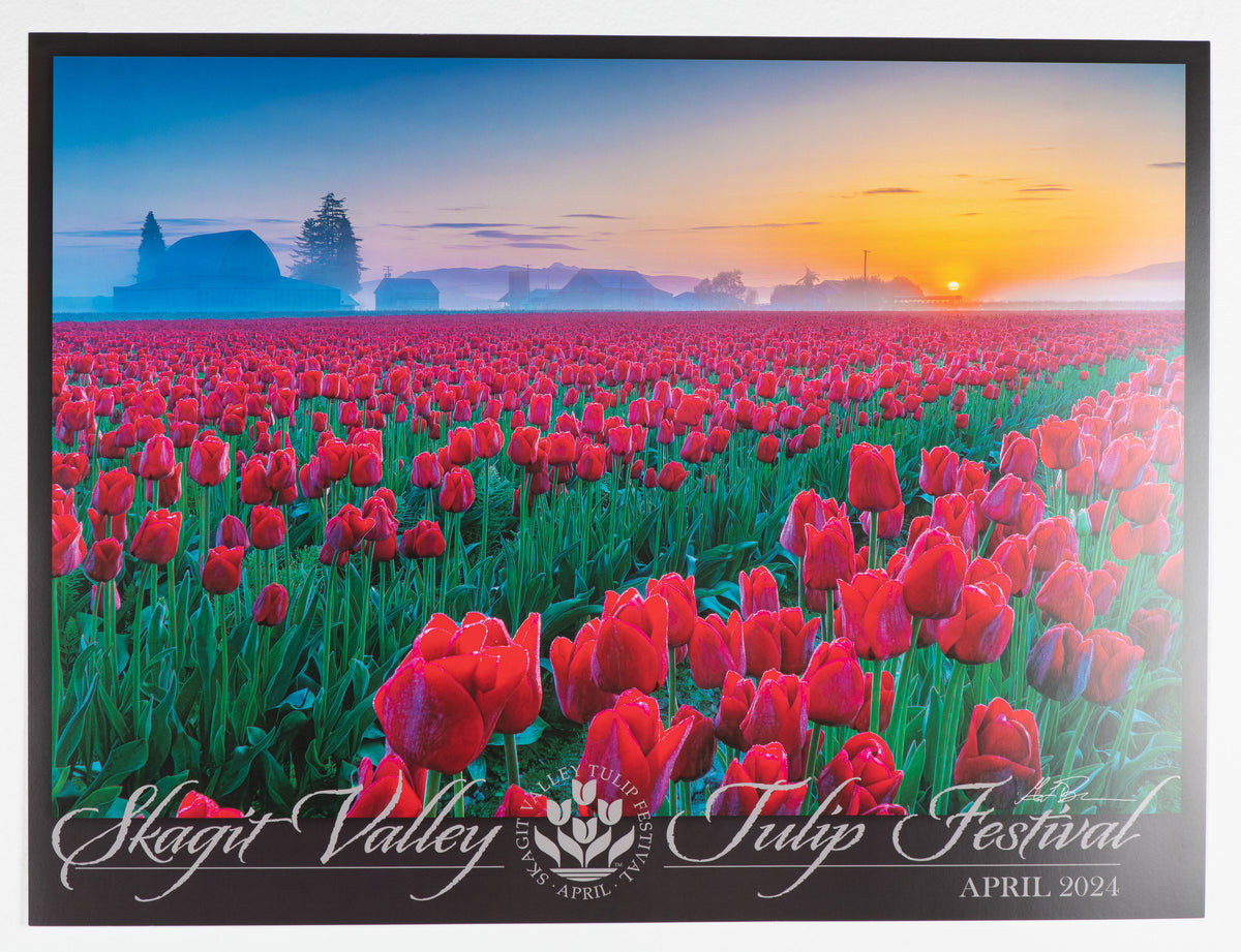 Official 2024 Skagit Valley Tulip Festival Poster 18x24 official-2024-skagit-valley-tulip-festival-poster-18x24