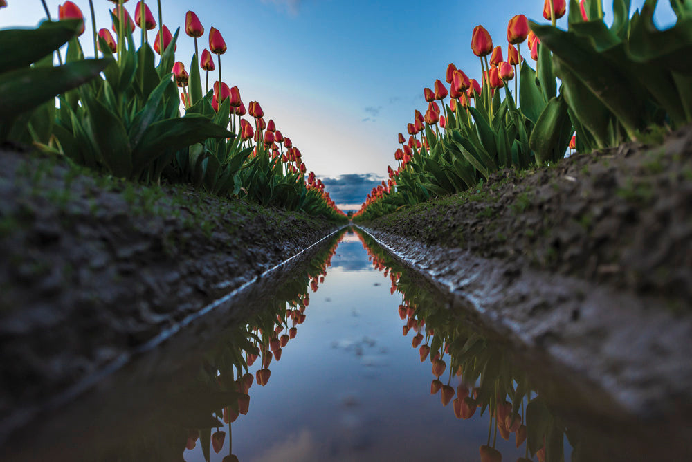 Mini Poster featuring Kevin Hartman Artwork -- Tulip reflection